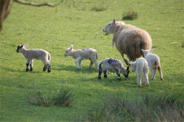 british farmers